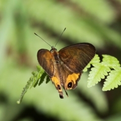 Hypocysta metirius (Brown Ringlet) at Ulladulla, NSW - 21 Nov 2010 by HarveyPerkins