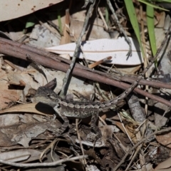 Amphibolurus muricatus (Jacky Lizard) at Narrawallee, NSW - 19 Nov 2010 by HarveyPerkins