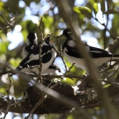 Grallina cyanoleuca (Magpie-lark) at Narrawallee Foreshore Reserves Walking Track - 19 Nov 2010 by HarveyPerkins