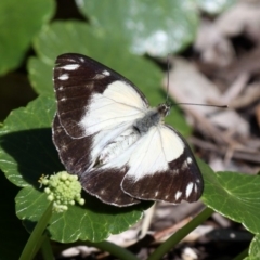 Belenois java (Caper White) at Narrawallee Foreshore Reserves Walking Track - 19 Nov 2010 by HarveyPerkins