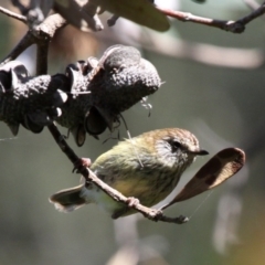 Acanthiza lineata (Striated Thornbill) at Narrawallee, NSW - 19 Nov 2010 by HarveyPerkins