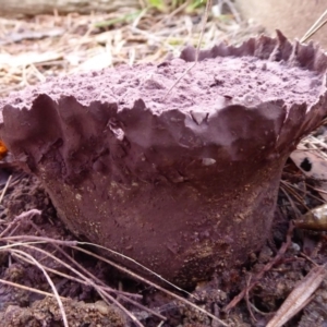 Calvatia cyathiformis at Flynn, ACT - 10 May 2018 04:25 PM