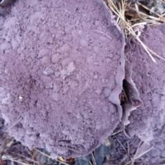 Calvatia cyathiformis at Flynn, ACT - 10 May 2018 04:25 PM