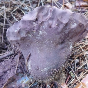 Calvatia cyathiformis at Flynn, ACT - 10 May 2018