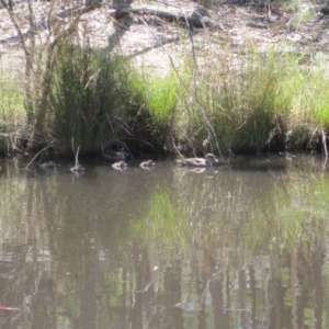 Anas gracilis at Wamboin, NSW - 22 Feb 2011