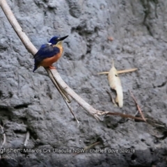 Ceyx azureus (Azure Kingfisher) at Ulladulla - Millards Creek - 2 Feb 2018 by Charles Dove