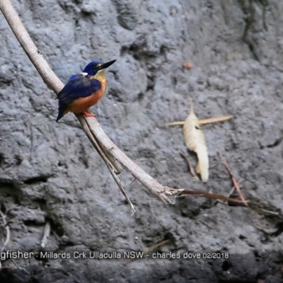 Ceyx azureus (Azure Kingfisher) at Ulladulla, NSW - 2 Feb 2018 by Charles Dove