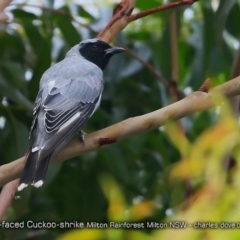 Coracina novaehollandiae (Black-faced Cuckooshrike) at Milton Rainforest - 2 Feb 2018 by Charles Dove