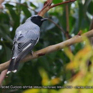 Coracina novaehollandiae at Milton Rainforest - 3 Feb 2018 12:00 AM