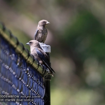 Artamus cyanopterus (Dusky Woodswallow) at Undefined - 3 Feb 2018 by Charles Dove