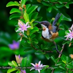 Acanthorhynchus tenuirostris (Eastern Spinebill) at Wairo Beach and Dolphin Point - 5 Feb 2018 by Charles Dove