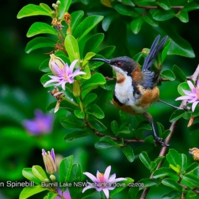 Acanthorhynchus tenuirostris (Eastern Spinebill) at Wairo Beach and Dolphin Point - 6 Feb 2018 by CharlesDove