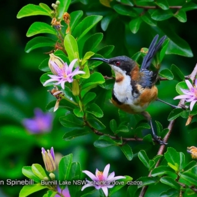 Acanthorhynchus tenuirostris (Eastern Spinebill) at Wairo Beach and Dolphin Point - 5 Feb 2018 by Charles Dove