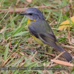 Eopsaltria australis (Eastern Yellow Robin) at Undefined - 4 Feb 2018 by Charles Dove