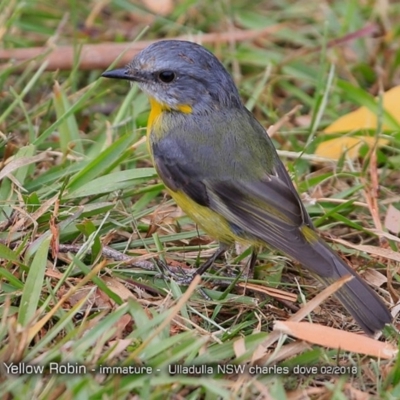 Eopsaltria australis (Eastern Yellow Robin) at Undefined - 4 Feb 2018 by Charles Dove