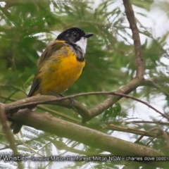 Pachycephala pectoralis (Golden Whistler) at - 3 Feb 2018 by Charles Dove