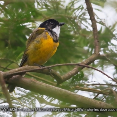 Pachycephala pectoralis (Golden Whistler) at Milton Rainforest Walking Track - 4 Feb 2018 by CharlesDove