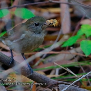 Pachycephala pectoralis at Milton Rainforest - 4 Feb 2018