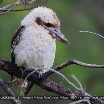 Dacelo novaeguineae (Laughing Kookaburra) at Milton Rainforest Walking Track - 5 Feb 2018 by CharlesDove