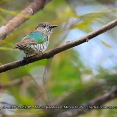 Chrysococcyx lucidus (Shining Bronze-Cuckoo) at Milton Rainforest Walking Track - 5 Feb 2018 by CharlesDove