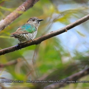 Chrysococcyx lucidus at Milton Rainforest - 5 Feb 2018