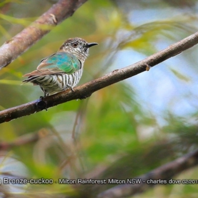 Chrysococcyx lucidus (Shining Bronze-Cuckoo) at  - 5 Feb 2018 by CharlesDove