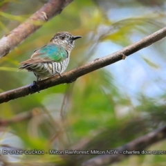 Chrysococcyx lucidus (Shining Bronze-Cuckoo) at Milton Rainforest Walking Track - 4 Feb 2018 by Charles Dove