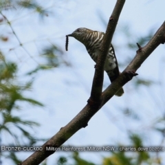 Chrysococcyx lucidus at Milton Rainforest - 5 Feb 2018 12:00 AM