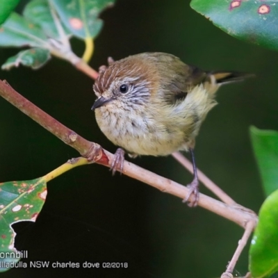 Acanthiza lineata (Striated Thornbill) at Ulladulla - Millards Creek - 3 Feb 2018 by Charles Dove