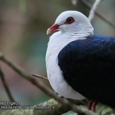 Columba leucomela (White-headed Pigeon) at Ulladulla, NSW - 4 Feb 2018 by CharlesDove