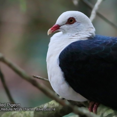 Columba leucomela (White-headed Pigeon) at Ulladulla, NSW - 4 Feb 2018 by Charles Dove