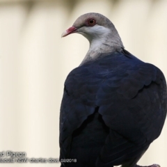 Columba leucomela at Ulladulla, NSW - 4 Feb 2018 12:00 AM