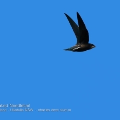 Hirundapus caudacutus (White-throated Needletail) at Coomee Nulunga Cultural Walking Track - 1 Feb 2018 by CharlesDove