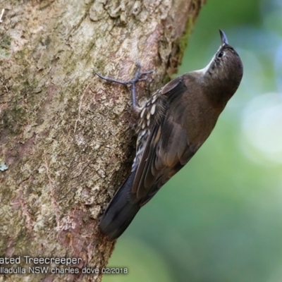 Cormobates leucophaea (White-throated Treecreeper) at Ulladulla - Millards Creek - 3 Feb 2018 by Charles Dove