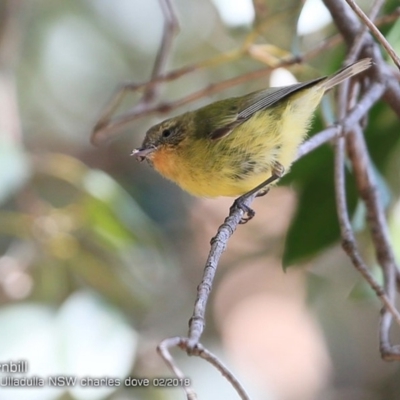 Acanthiza nana (Yellow Thornbill) at Ulladulla - Millards Creek - 3 Feb 2018 by Charles Dove