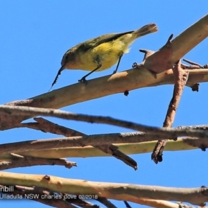 Acanthiza nana at Ulladulla, NSW - 4 Feb 2018