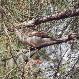 Pachycephala pectoralis at Fyshwick, ACT - 11 May 2018