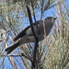 Pachycephala pectoralis at Fyshwick, ACT - 11 May 2018 11:12 AM