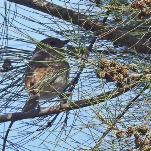 Pachycephala pectoralis at Fyshwick, ACT - 11 May 2018