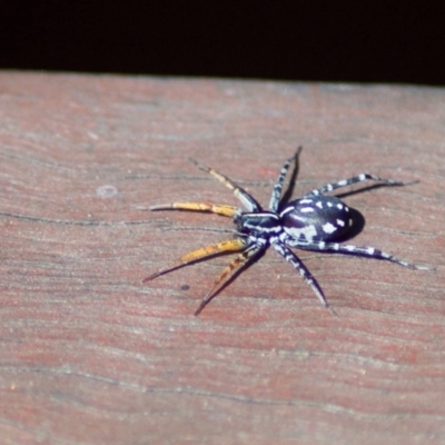 Nyssus coloripes (Spotted Ground Swift Spider) at Aranda, ACT - 25 Mar 2011 by KMcCue