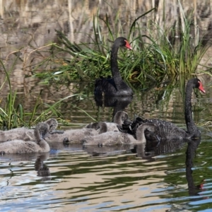 Cygnus atratus at Bermagui, NSW - 3 Oct 2015 02:49 PM