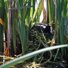 Fulica atra (Eurasian Coot) at Bermagui, NSW - 3 Oct 2015 by HarveyPerkins