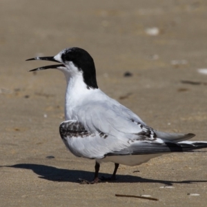 Sterna striata at Bermagui, NSW - 3 Oct 2015