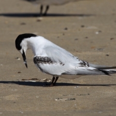 Sterna striata at Bermagui, NSW - 3 Oct 2015