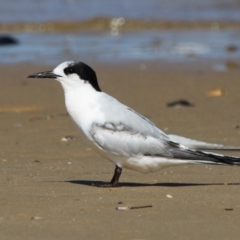 Sterna striata at Bermagui, NSW - 3 Oct 2015