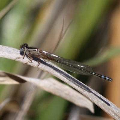 Xanthagrion erythroneurum (Red & Blue Damsel) at Wallaga Lake, NSW - 3 Oct 2015 by HarveyPerkins