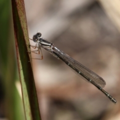 Xanthagrion erythroneurum (Red & Blue Damsel) at Wallaga Lake, NSW - 3 Oct 2015 by HarveyPerkins