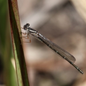 Xanthagrion erythroneurum at Wallaga Lake, NSW - 3 Oct 2015 12:55 PM
