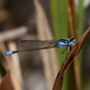 Ischnura heterosticta at Wallaga Lake, NSW - 3 Oct 2015 12:53 PM