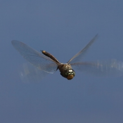 Anax papuensis (Australian Emperor) at Wallaga Lake, NSW - 3 Oct 2015 by HarveyPerkins